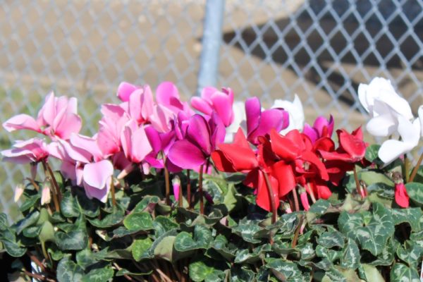 Pink and Red Flowers Horticulture Program