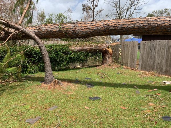 Tree knocked over from wind