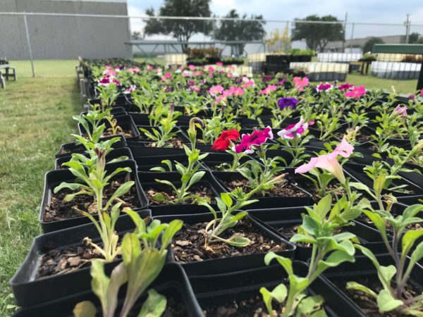 Young flowers ready to plant