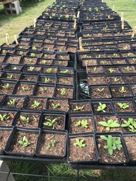 New seedlings ready to plant
