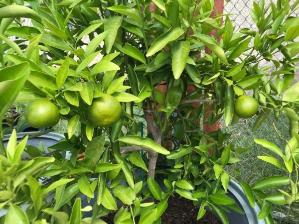 Growing Limes