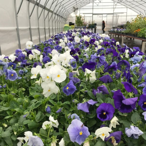 Blue Flowers Horticulture Program