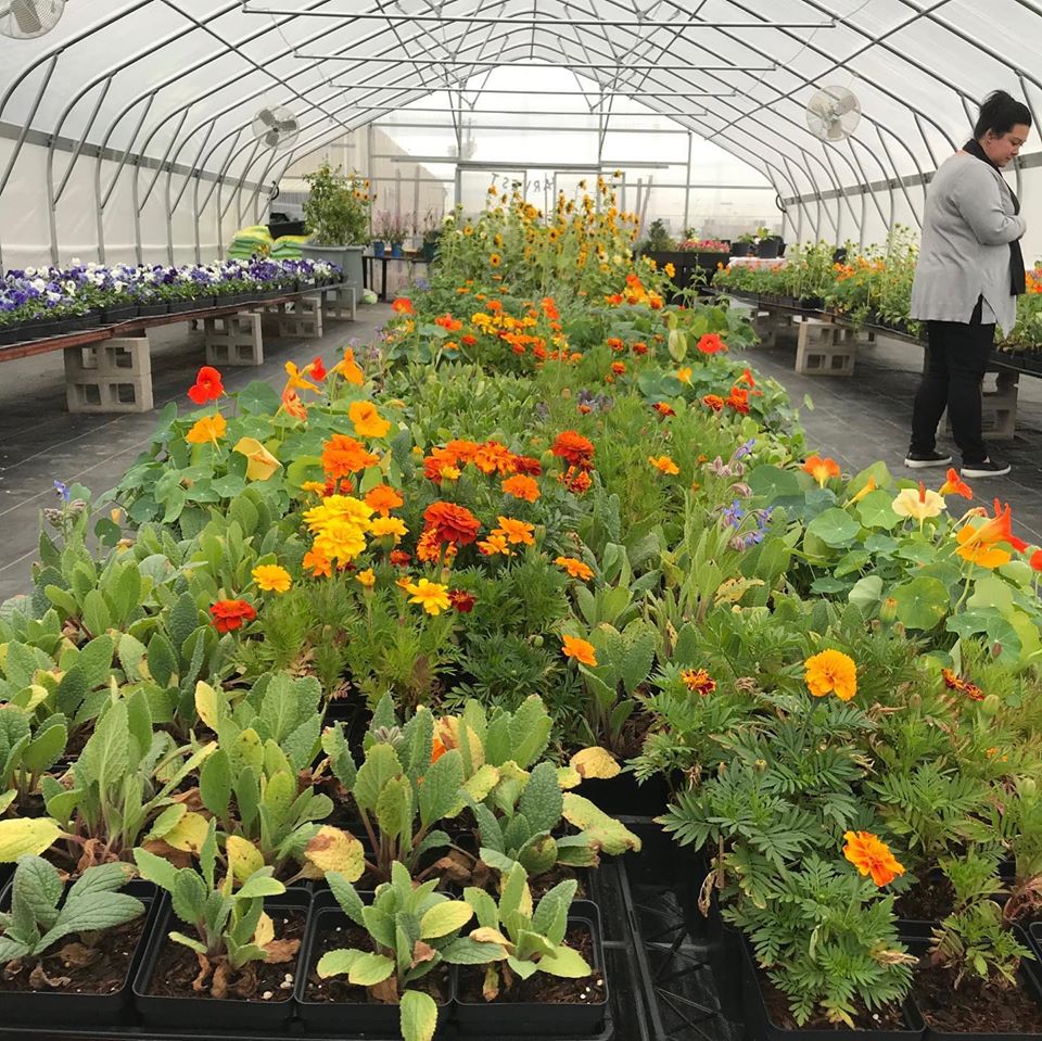 A greenhouse at Evergreen Life Services with marigolds in bloom. 